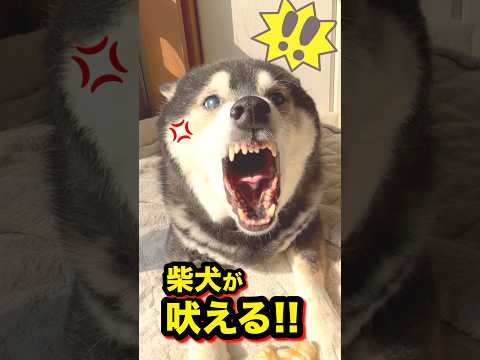 ガチギレ柴犬にガチギレするラブラドール サムネイル
