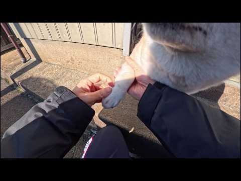 日課のあんよチェック　あんよペロリ症 サムネイル