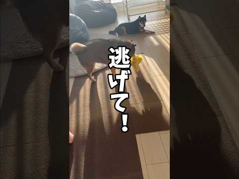 胡麻柴が必死でぬいぐるみを守ろうとしたわけ🤔 サムネイル