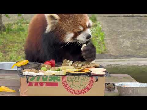 日替わり特別イベント レッサーパンダのバーベキューさ、あべ！ひなたくん円実ちゃん編　大森山動物園にて　2026年5月3日 サムネイル