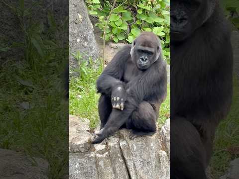 shorts かわいいモモカちゃん　ニシゴリラ　千葉市動物公園にて　2026年4月18日 サムネイル