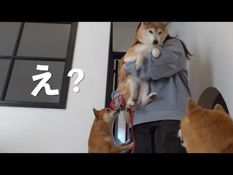 緊急で実家の柴犬を預かることになりました。 サムネイル