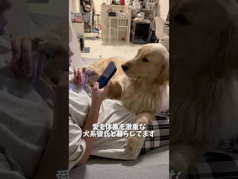 全体重かけてくるので肘が入るとほんっとに痛いんです🤣可愛くて許しちゃうんですけどねー🥺❤️ゴールデンレトリバー 犬と2… サムネイル