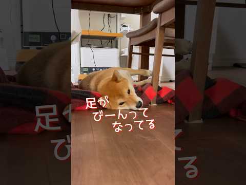 柴犬とん君ニューシングル『足がびーんってなってる唄』　柴犬　柴犬とん サムネイル