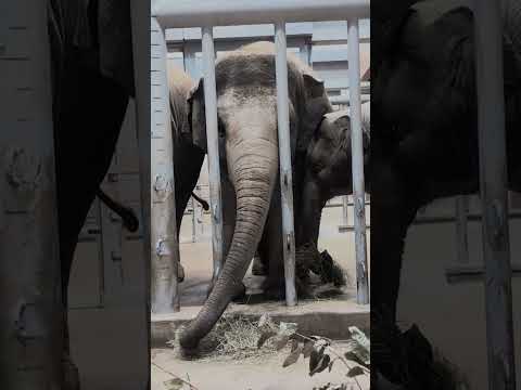 【東山動植物園】日本最大級のアジアゾウ舎ゾージアム！🐘🌺　shorts サムネイル