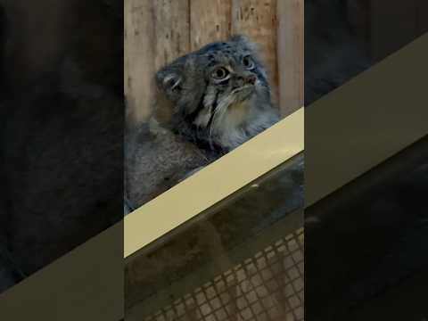 shorts アズちゃんを見る❣️ナルくん　マヌルネコ　神戸どうぶつ王国　2025年12月29日 サムネイル