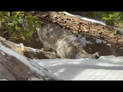 おはようナゴムくん　マヌルネコ　那須どうぶつ王国にて　2026年2月1日 サムネイル