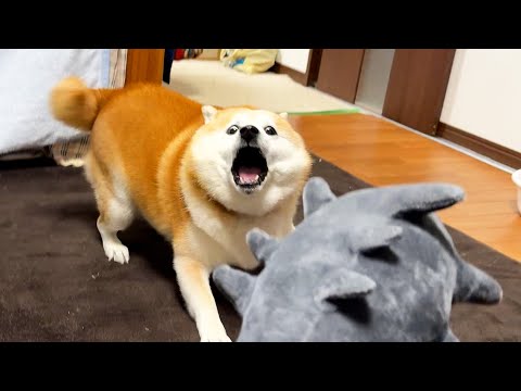 節分の鬼に変装した家族に容赦なくキレ散らかし、血も涙もない攻撃で圧勝してしまう柴犬 サムネイル