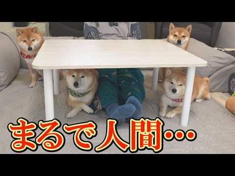 侍ジャパンの敗戦後、健闘を称え拍手すると、拍手を真似する柴犬が可愛すぎました。 サムネイル