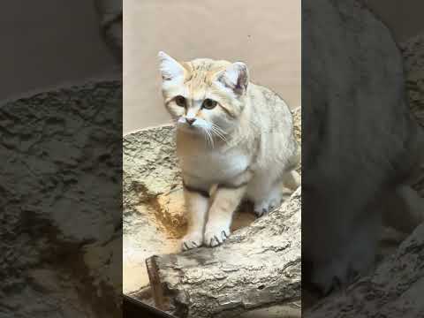 shorts スナネコのアルドくん　那須どうぶつ王国　IMG 9937 サムネイル