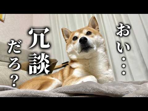 スナイパーに狙われた柴犬はご飯のあとに歯磨きをする サムネイル