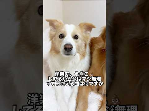 洋楽でウ◯コしてるから今はマジ無理って聞こえる曲は何ですか？【ボーダーコリー・ゴールデンレトリバー】shorts サムネイル
