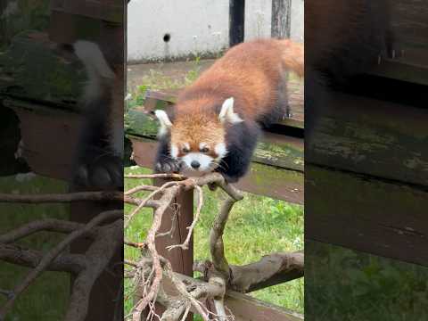 shorts ヤッターリンゴ見っけ〜♪な円実ちゃん　レッサーパンダ　大森山動物園にて　2026年5月21日 サムネイル