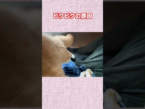 ビクビクの原因 神戸 柴犬 shibainu shiba 癒し