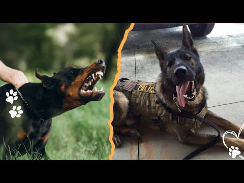 The Truth Behind $200,000 Guard Dogs サムネイル