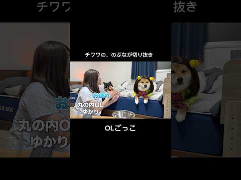 屁は反則だわww 柴犬 チワワ shorts サムネイル