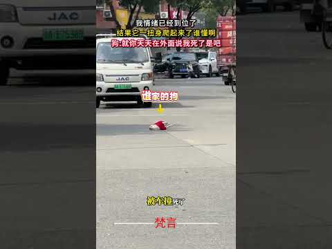 我情緒已經到位了 結果它一扭身爬起來了誰懂啊 意外 有趣 搞笑 萬萬沒想到 狗狗 amazing funny laug… サムネイル