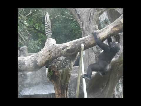 little gorilla Ringo 4y7m old. shorts. R爬鋼管上棲架 サムネイル