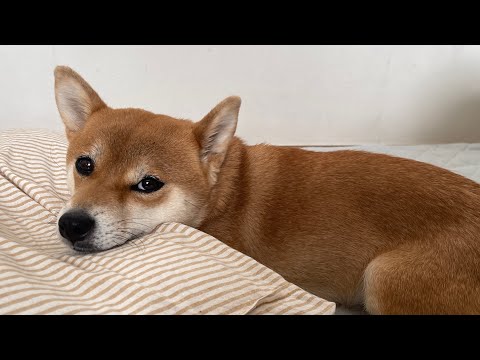 道路交通法が変わるって？柴犬小夏のKonachannel がライブ配信中！ サムネイル