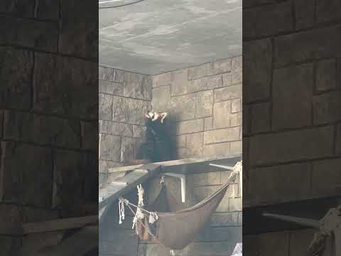 shorts カキカキ キララさん　レッサーパンダ　浜松市動物園にて　2026年2月15日 サムネイル