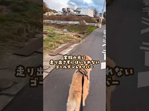家族が見えたら遠くからでもダッシュしちゃう犬 ゴールデンレトリバー 大型犬のいる生活 癒し 大型犬と子供 サムネイル
