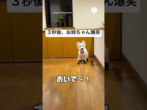 初めて靴を履いたら、歩き方が面白すぎた　　ウエストハイランドホワイトテリア 犬　犬のいる暮らし 面白い　かわいい犬 サムネイル