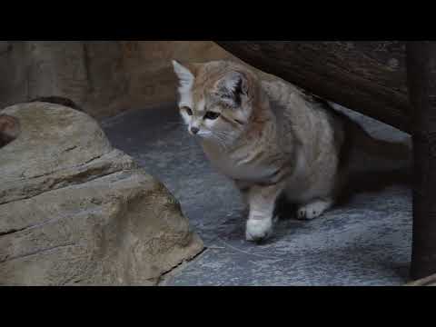 ジャミールさん起きていた〜　スナネコ　那須どうぶつ王国　00098 サムネイル