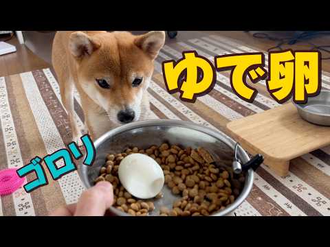 【どう食べる？】大好物のゆで卵をゴロッと丸ままあげてみた　柴犬小夏　ASMR サムネイル