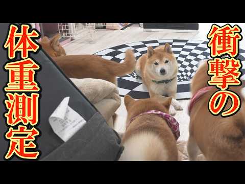 最高6.9kgあった豆柴5歳の体重は「走るだけのダイエット」で痩せることが出来るのか？ サムネイル