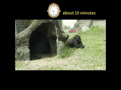 nap.swap seat.Gorilla D'jeeco family.Jabali 5y2m old .Ringo… サムネイル