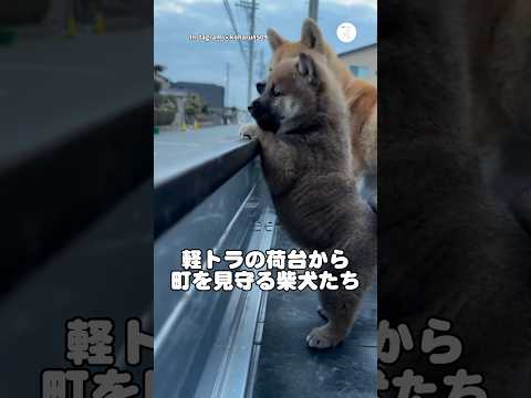 小さな背中。軽トラの荷台から町を見守る柴犬たち　柴犬　子犬　かわいい いぬ 犬 サムネイル