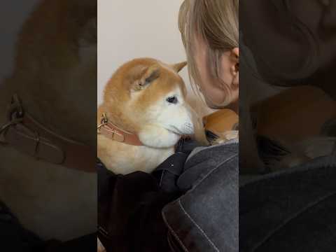 柴犬福 姉にベタ褒めされるプリツィ🤣Sister and Shiba🤣姉と柴 shorts funny 柴犬 shib… サムネイル
