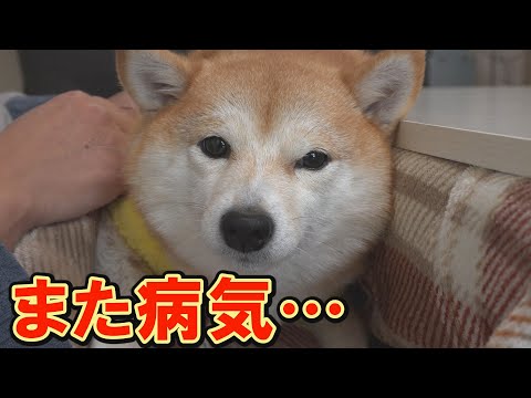 柴犬達を次々に襲った「不治の病」に苦悩した一年・・・そして年の瀬にまた一つ・・・ サムネイル