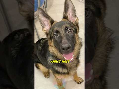 These 4 Health Problems Affect Most German Shepherds shorts… サムネイル