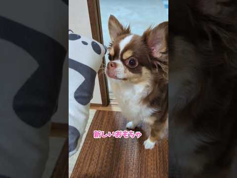 新しいおもちゃが気に入らなかったらしいww shorts サムネイル