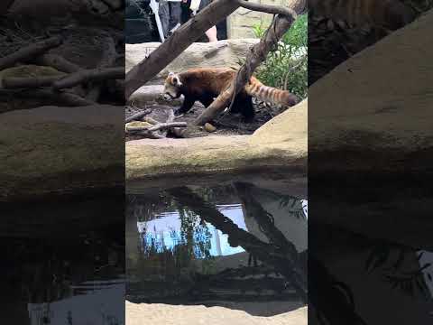 shorts ジジくん　シッポが・・・レッサーパンダ　那須どうぶつ王国　IMG 8117 サムネイル