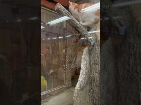 shorts 覗くリースちゃんとチャチャくん　ワンニャンリビング　那須どうぶつ王国にて　2026年1月30日 サムネイル