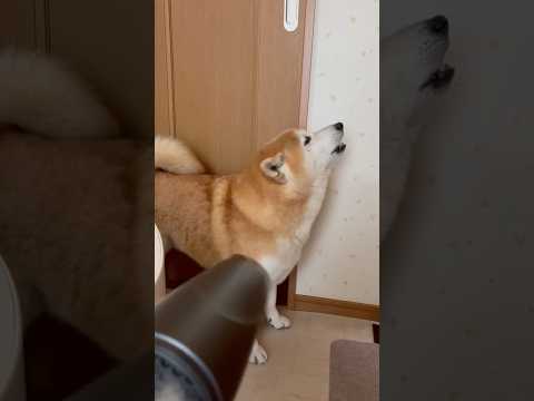 柴犬福 ドライヤー限界柴犬🤣Shiba-dryer🤣shorts funnydog funny 柴犬 shibainu… サムネイル