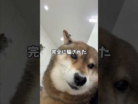 病院につれてこられた🐕柴犬の言い訳・・・。 サムネイル