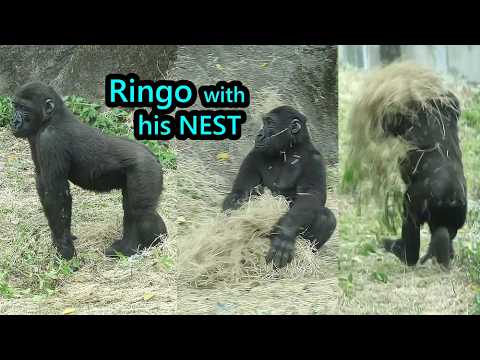 Gorilla Ringo roll with his nest, carry it while running金剛猩… サムネイル
