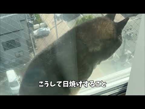 黒柴11歳の趣味