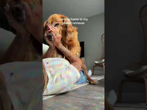 coming home to my golden retriever❤️india retreiver dog pup… サムネイル
