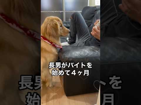 バイト4ヶ月、最初の買い物が犬のおやつ　　ゴールデンレトリバー 大型犬　犬　愛犬　犬のいる暮らし サムネイル