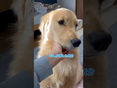 損した気分goldenretriever ゴールデンレトリバー サムネイル