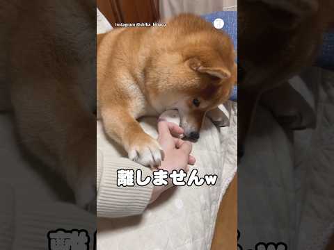 ボールを守る柴犬が可愛い🐶　　柴犬　犬　かわいい犬 かわいい 犬のいる暮らし サムネイル