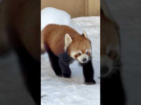 #shorts 元気に走り回る　蓮蓮くん　レッサーパンダ　旭山動物園　2025年12月20日 サムネイル