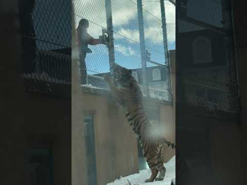 shorts 令くんのオヤツ🥩　アムールトラ🐯　那須どうぶつ王国にて　2026年1月9日 サムネイル