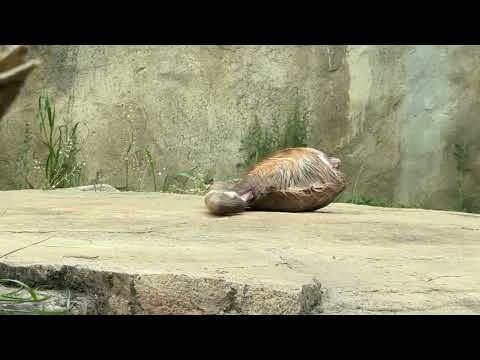 屠体給餌「ライオンのガブガブタイム」準備中〜　千葉市動物公園にて　2026年4月18日