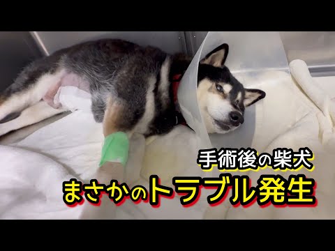 手術後の柴犬に、まさかの大トラブル！ サムネイル