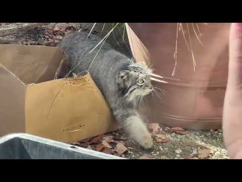 本日もオトちゃんの冒険はじまります！☺️   マヌルネコ　埼玉県こども動物自然公園にて　2026年3月7日 サムネイル